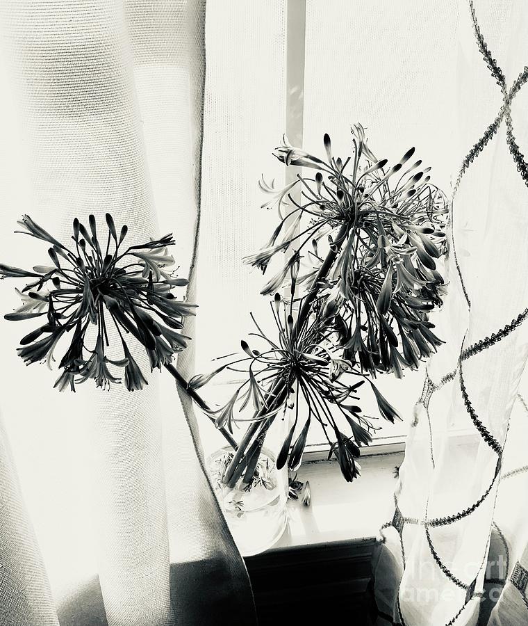 Agapanthus in Black and White Photograph by Carol Oufnac Mahan