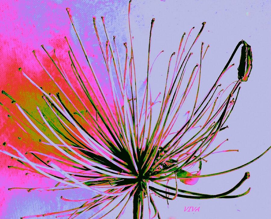 Agapanthus In The Pink - Unframed Photograph by VIVA Anderson