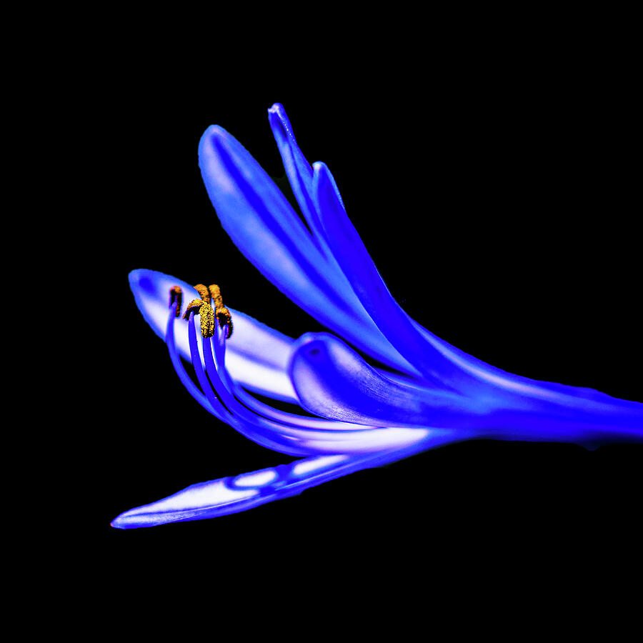 Agapanthus Photograph by John Wright Agapanthus Photograph by John Wright