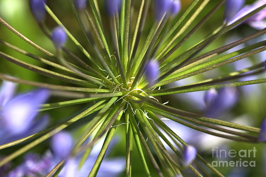 Nature Photograph - Agapanthus Middle by Joy Watson