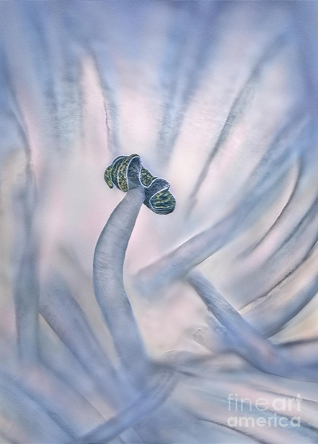 Abstract macro picture of agapanthus pestle as a mystical figure Digital Art by Tatiana Bogracheva