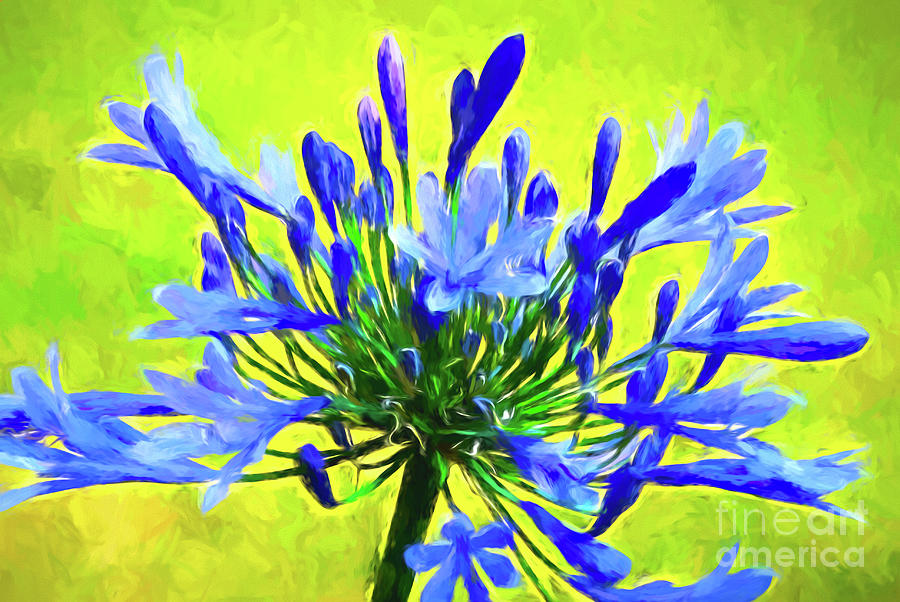 Agapanthus Photograph by Robert Suggs