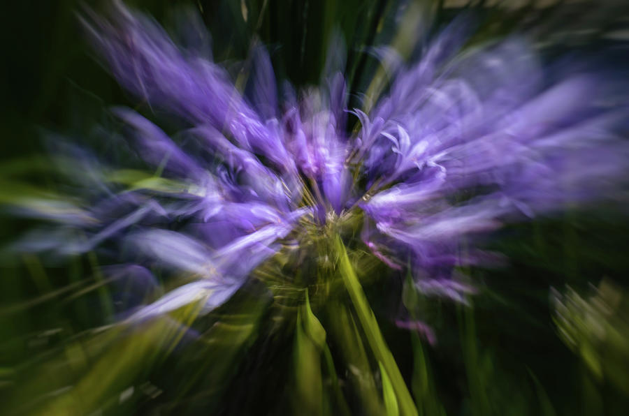 Agapanthus Zoom Photograph by Linda Villers