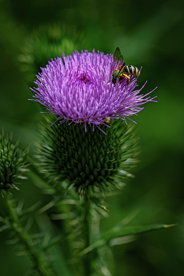 Agapostemon Sweat Bee on a Thistle Photograph by John Haldane