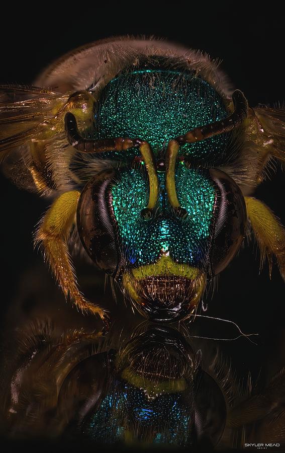 Agapostemon texanus. Photograph by Skyler Mead - Fine Art America