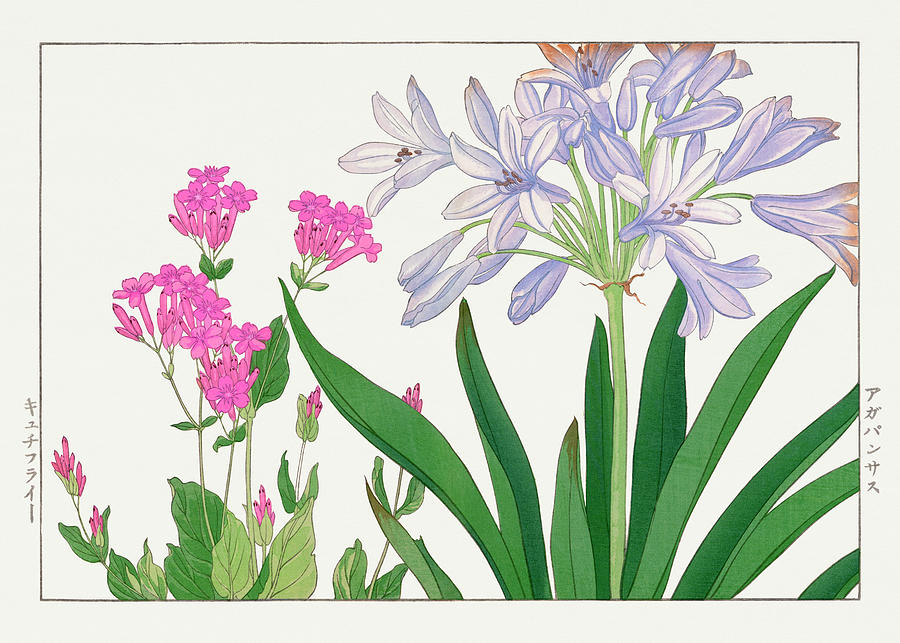 Agaranthus Flower - Ukiyo e art - Vintage Japanese woodblock art - Seiyo SOKA ZUFU by Tanigami Konan Digital Art by Studio Grafiikka