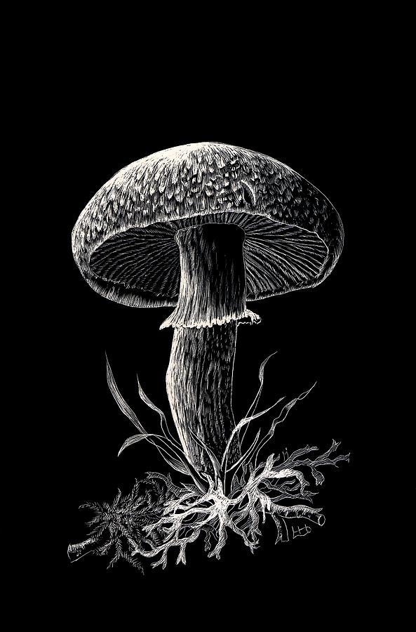 Agaricus macrosporus fungus  Drawing by Lynne Henderson