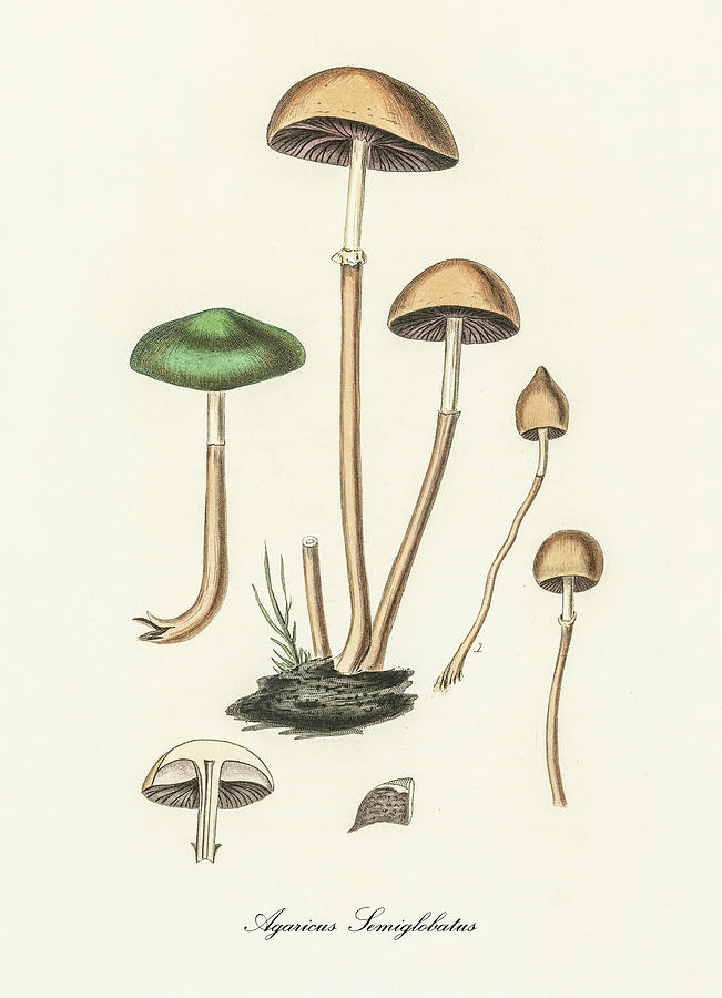 Nature Digital Art - Agaricus Semiglobatus - Dung Roundhead -  Medical Botany - Vintage Botanical Illustration  by Studio Grafiikka