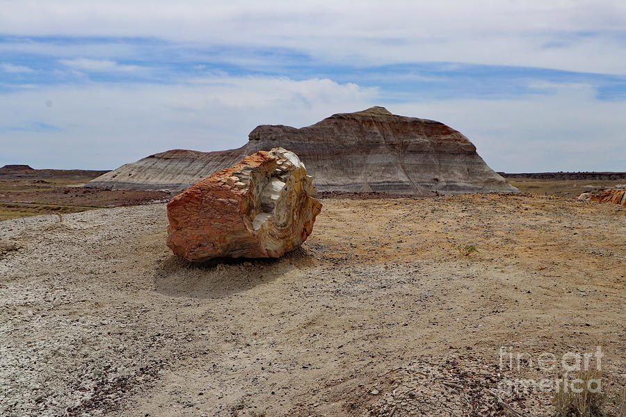 Agate Log in the Painted Desert  Photograph by Christiane Schulze Art And Photography