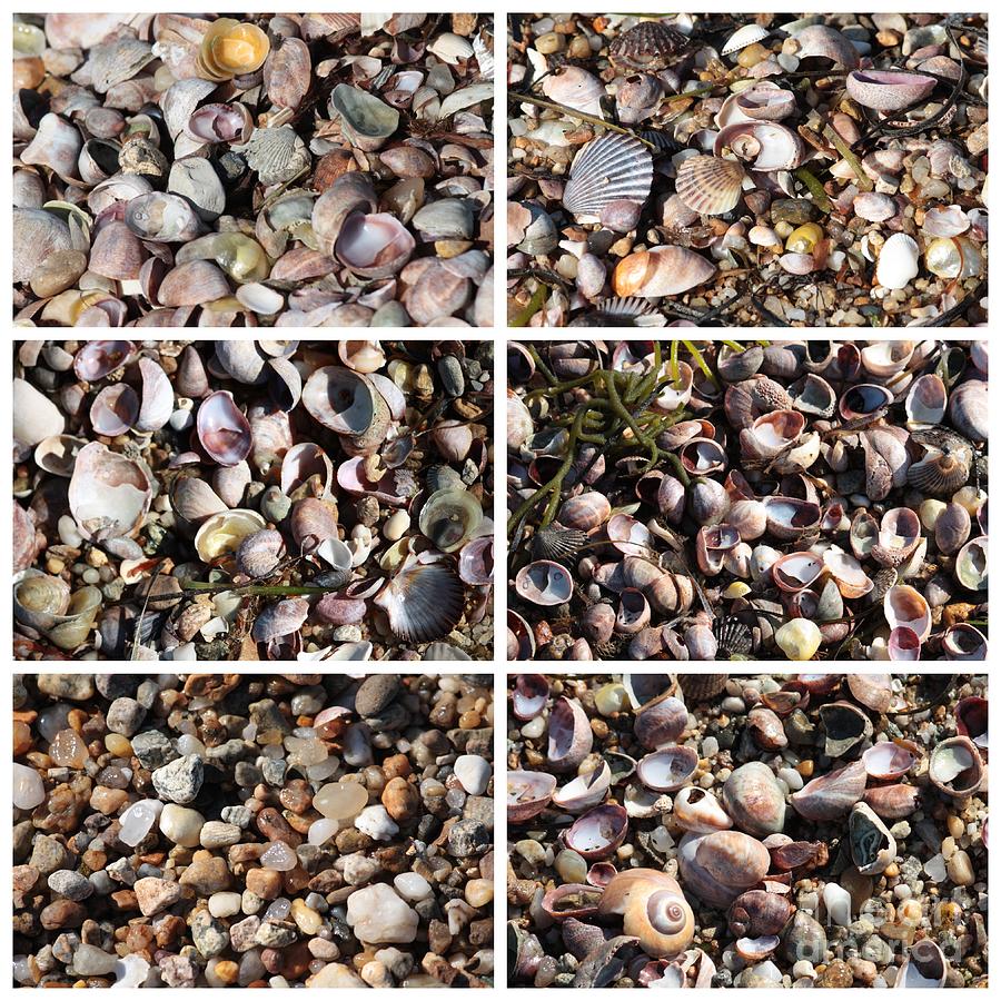 Agates and Shells on the Beach Collage Photograph by Carol Groenen