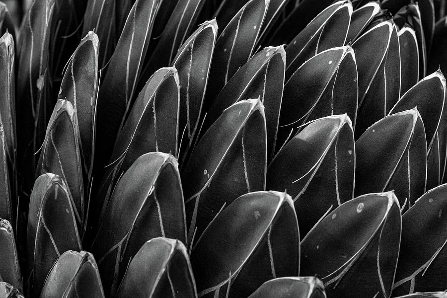 Agave Abstract in Black and White Photograph by Linda Unger