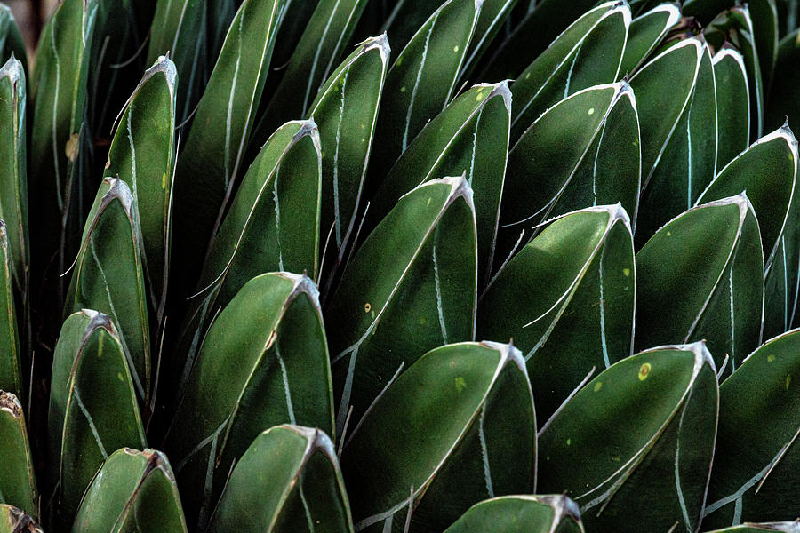 Agave Abstract Photograph by Linda Unger