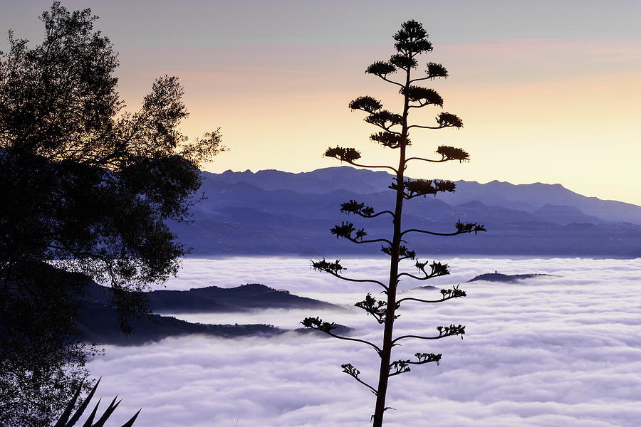 Agave americana and niebla del mar Photograph by Gary Browne