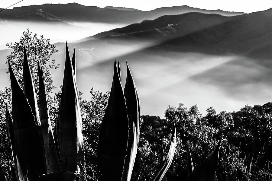 Agave American in the Andalusian hills Photograph by Gary Browne