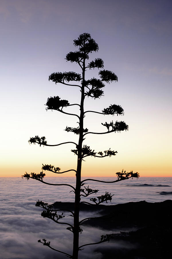 Agave Americana dawn Photograph by Gary Browne