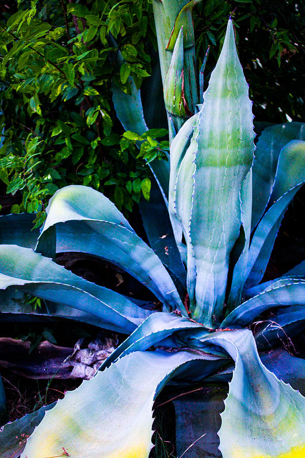 Agave americana Photograph by W Craig Photography
