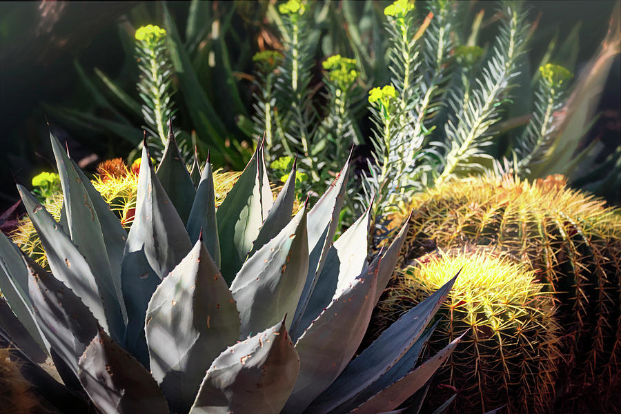 Agave And Barrel Cactus  Photograph by Saija Lehtonen