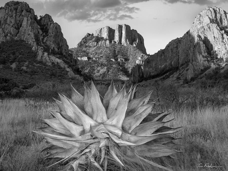 Agave and Casa Grande, Big Bend Natl Park TX. Photograph by Tim Fitzharris