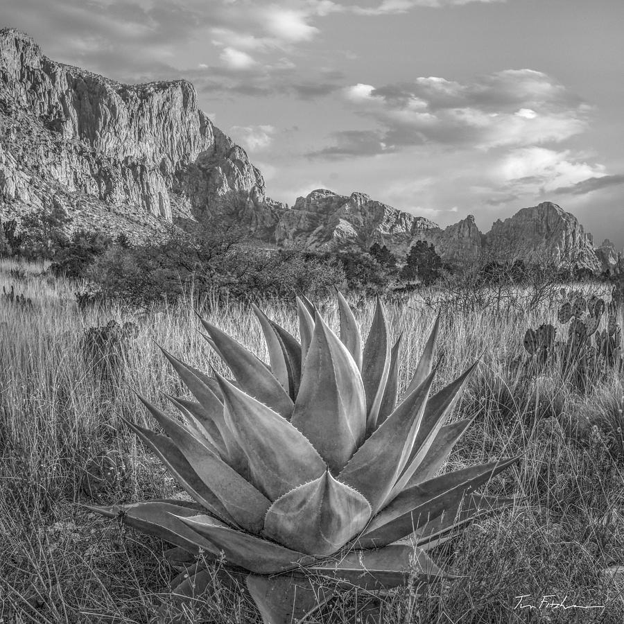 Agave and Chisos Mountains, Big Bend Natl Park TX. Photograph by Tim Fitzharris