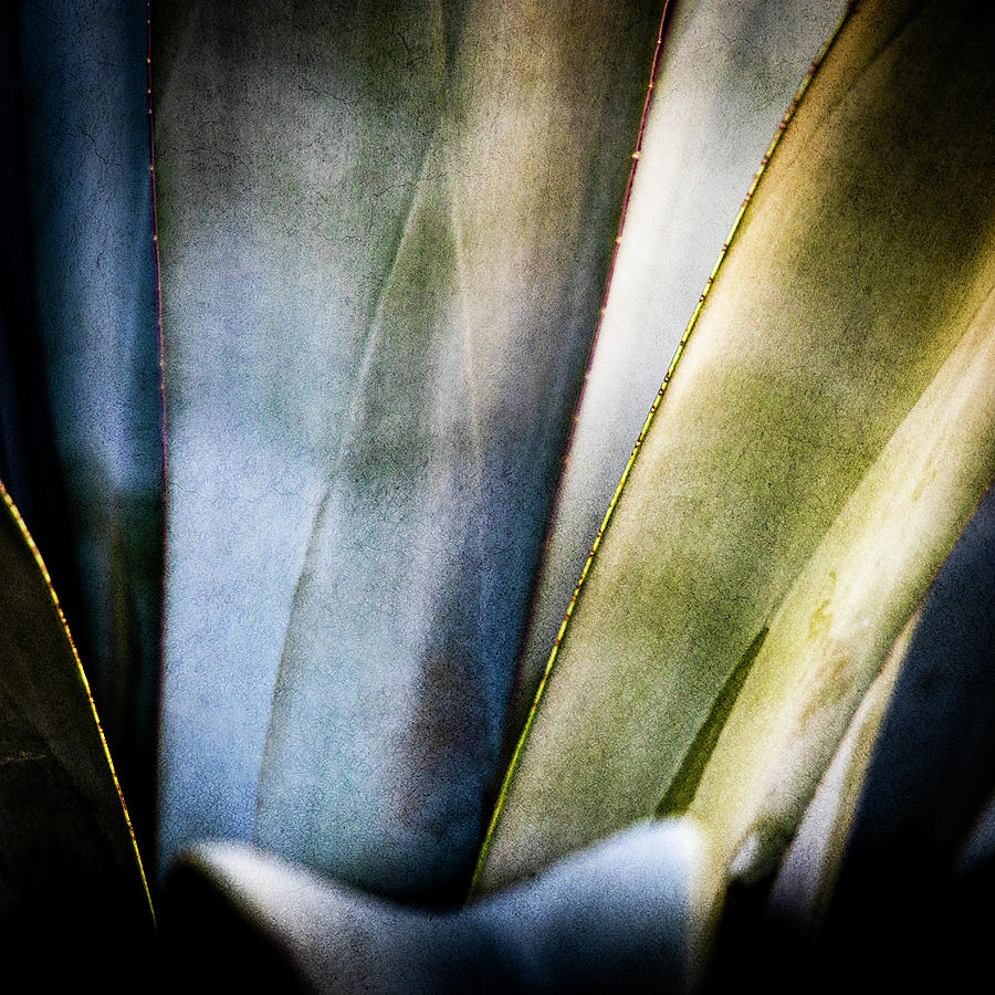 Agave Art Photograph by Paul Bartell