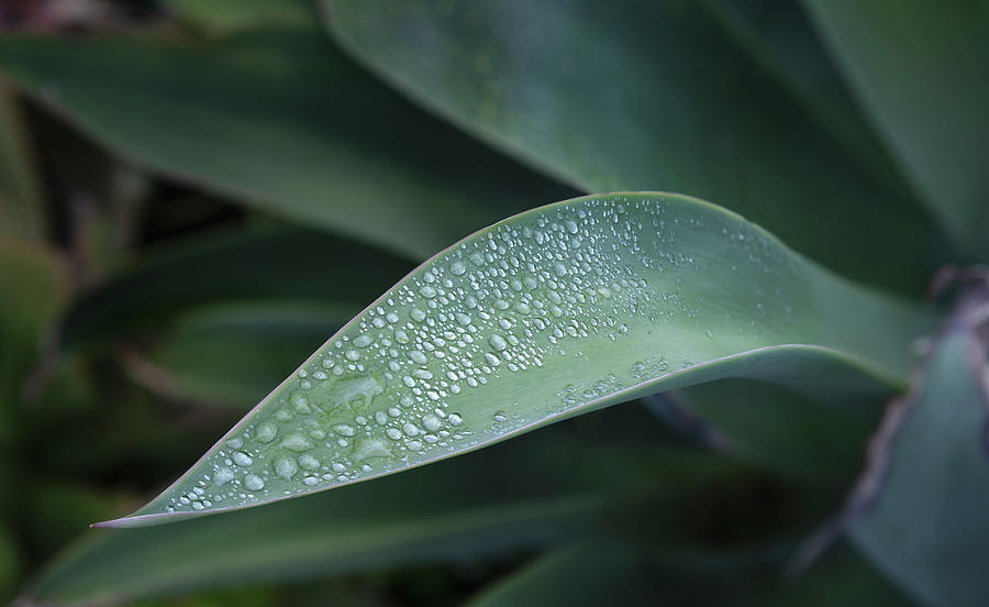 San Diego Photograph - Agave Attenuata Leaf and Rain Drops by William Dunigan