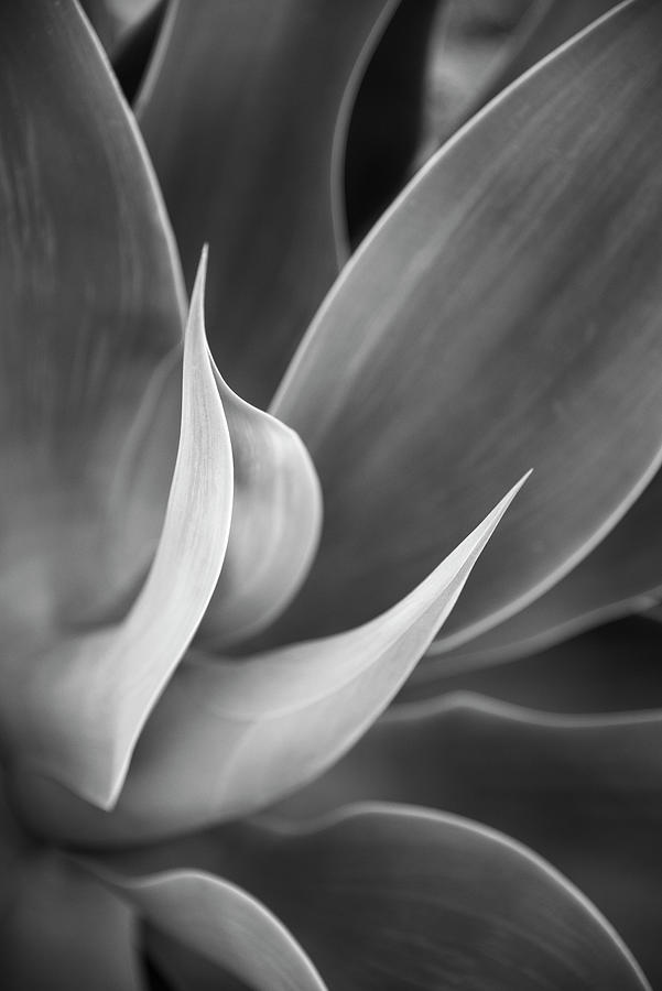 Agave Attenuata Photograph Photograph by William Dunigan
