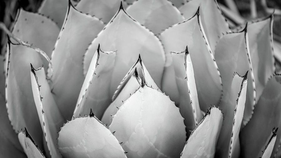 Agave azul blue agave plant Photograph by Mike Fusaro