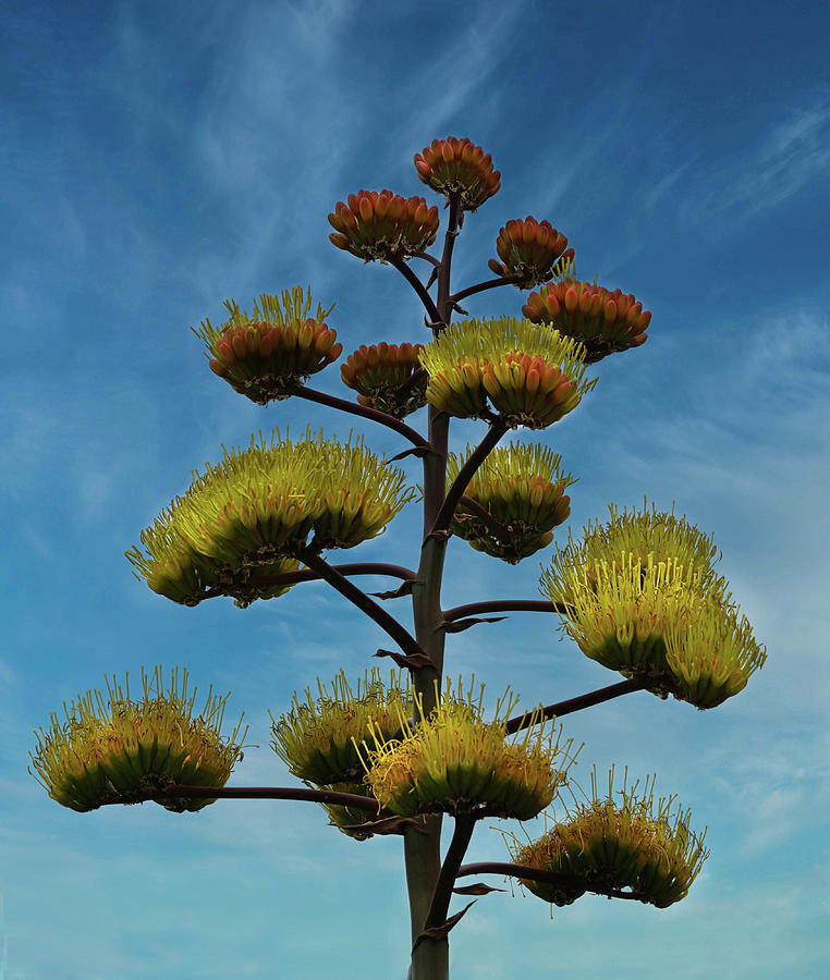 Agave Bloom Photograph by Ernest Echols