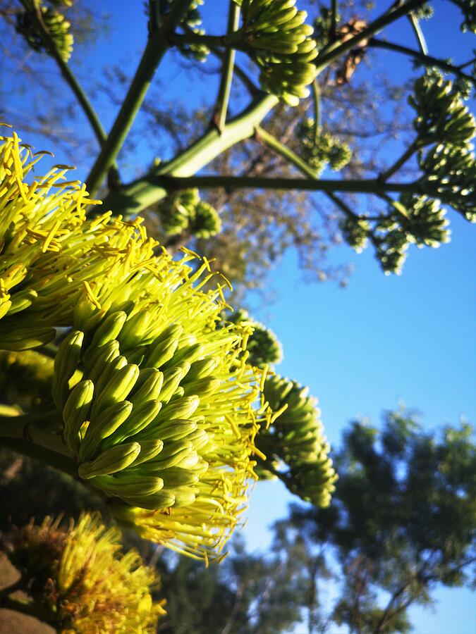 Agave bloom Photograph by Jarek Filipowicz