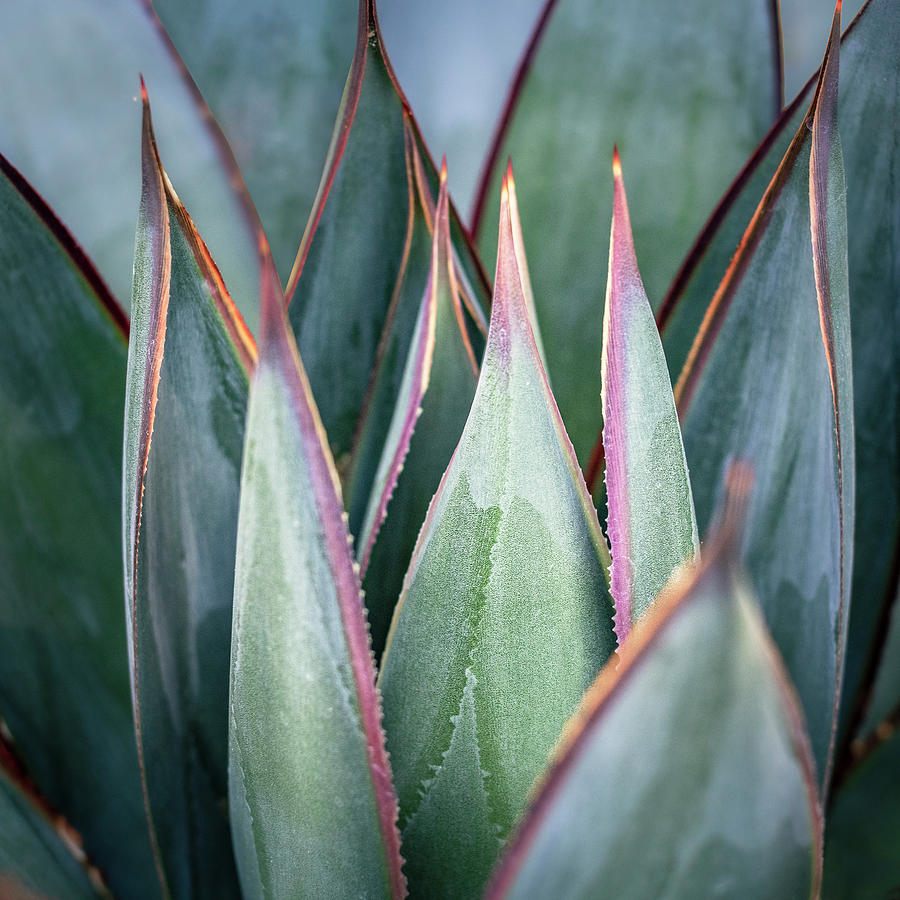 Agave Blue Glow Photograph by Gary Geddes