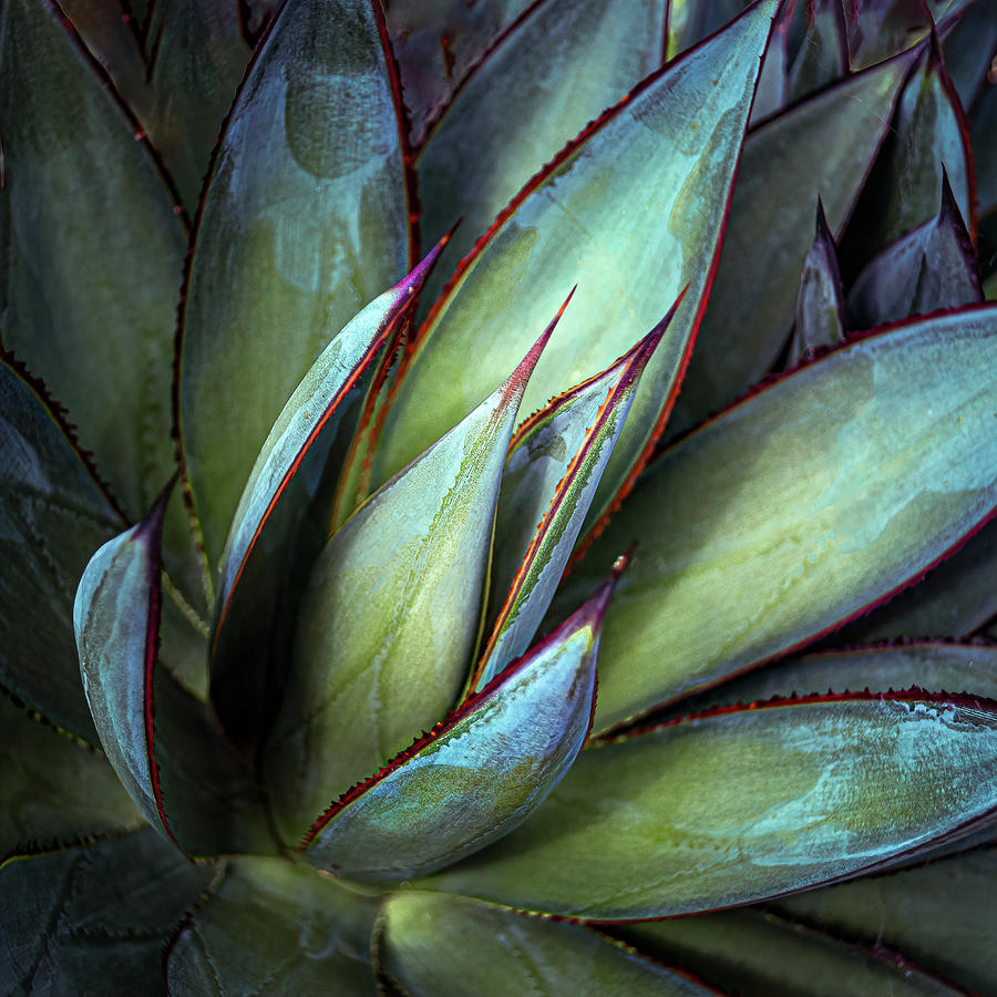 Agave Blue Glow Photograph by Julie Palencia