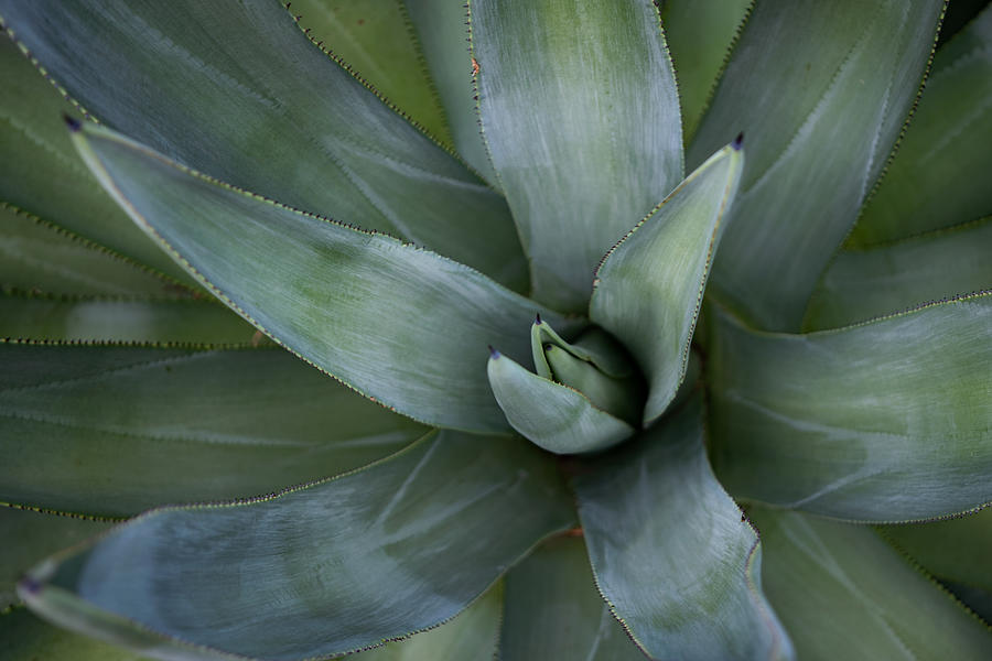 Agave Photograph by Bonny Puckett