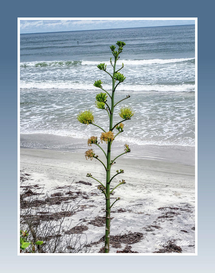Agave by the Beach Photograph by Farol Tomson