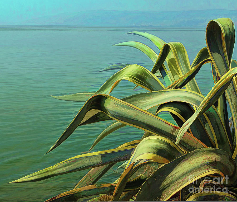 Agave by the Sea Photograph by Judi Bagwell