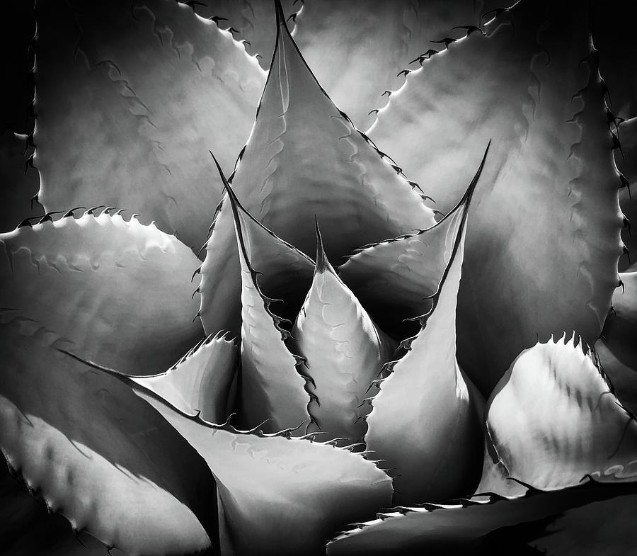 Agave Photograph by Candy Brenton