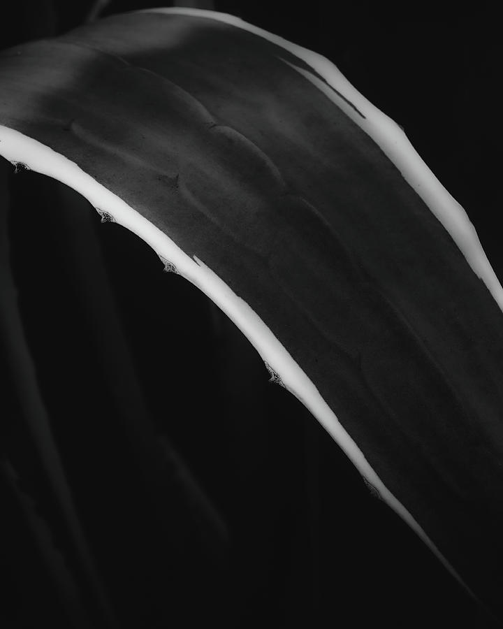 Agave Curve Photograph by Joseph Smith