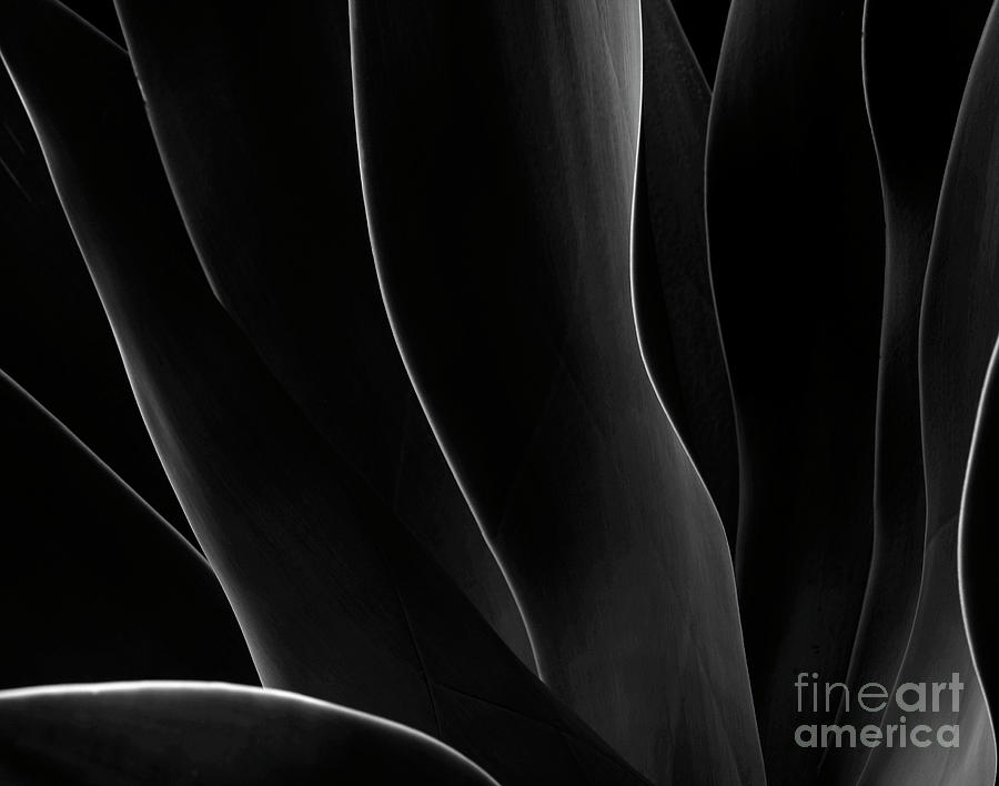 Agave Waves And Light Photograph
