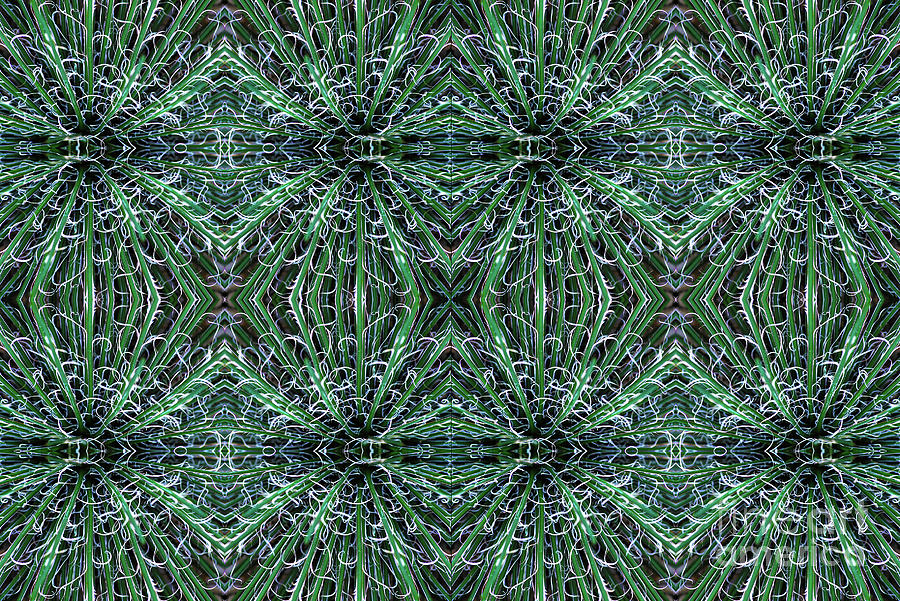 Agave Design Photograph by Nancy Mueller