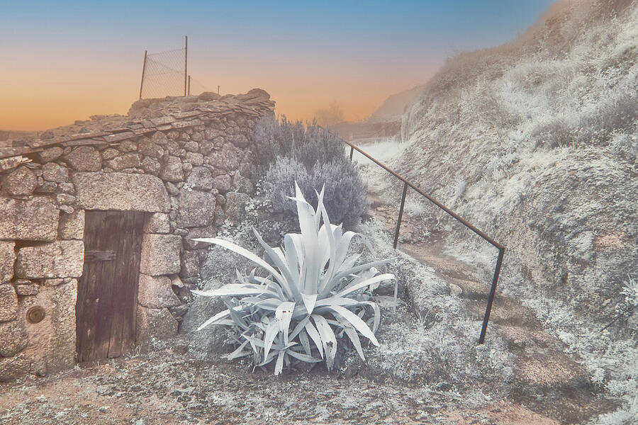 Stone Building Photograph - Agave Elegance by Jim Cook
