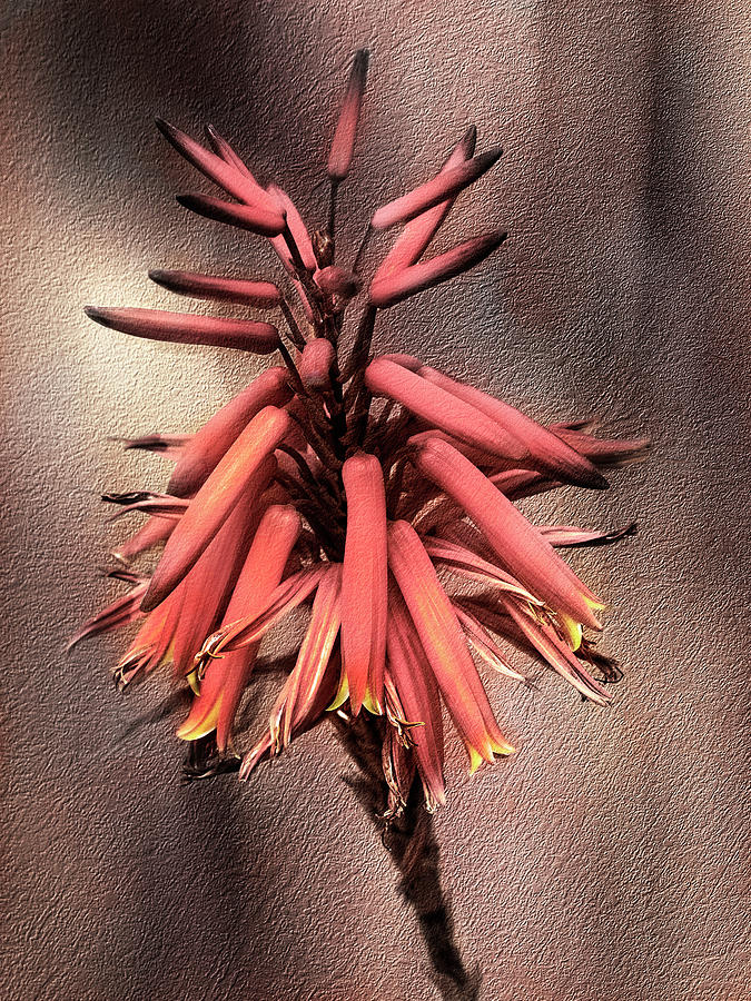 Agave Flower Photograph