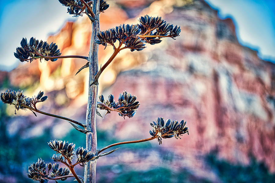 Agave Flower Stalk - Sedona Photograph by Stuart Litoff