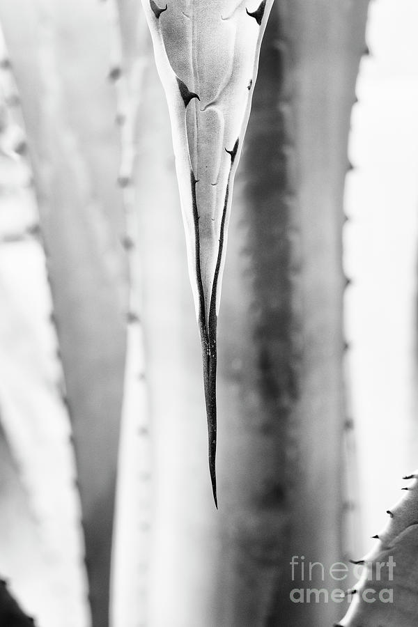 Agave Franzosinii Foliage Abstract Monochrome Photograph by Tim Gainey