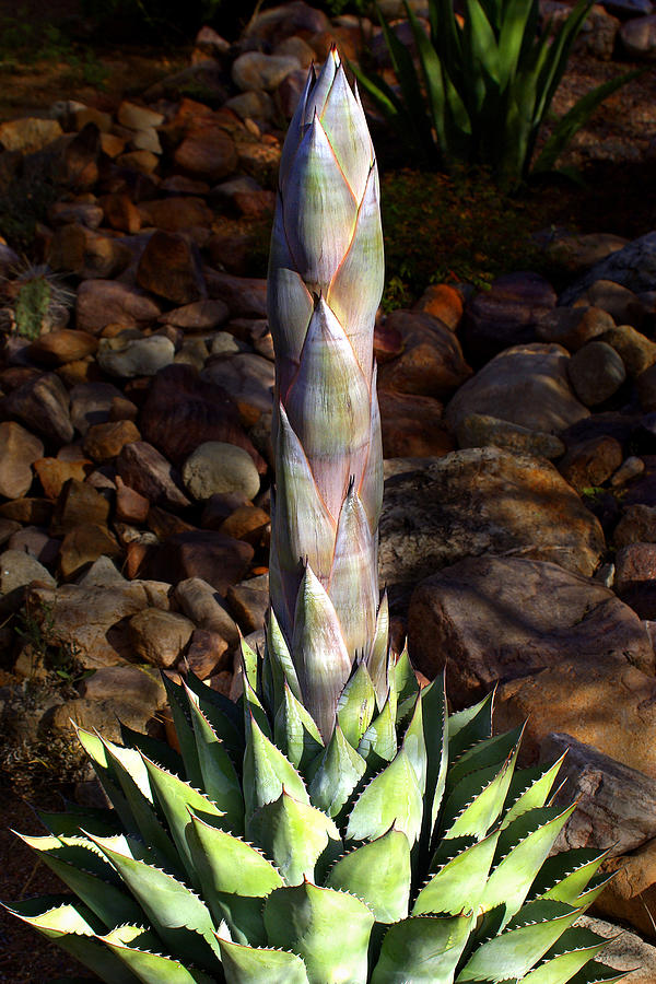 Nature Photograph - Agave In The Garden by Douglas Taylor