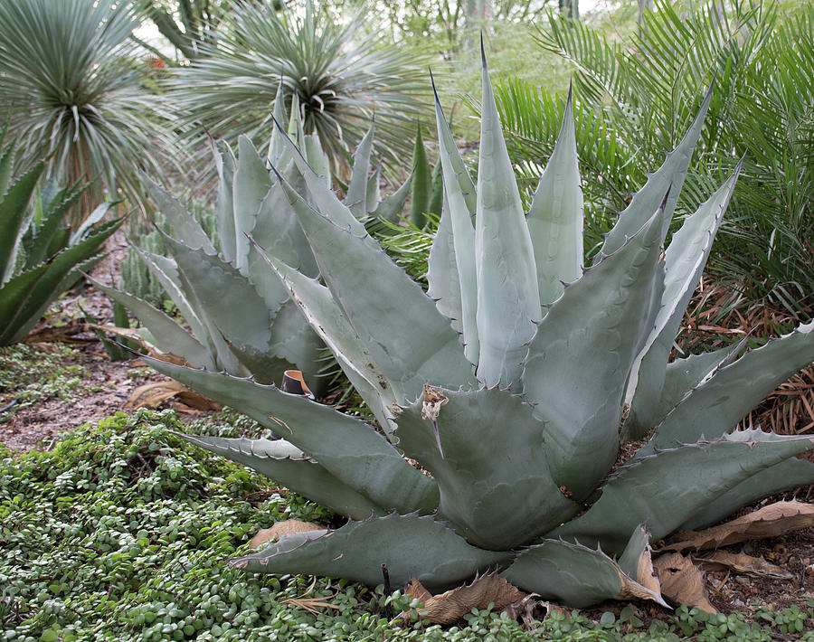 Agave in the Garden Photograph by Laurel Powell