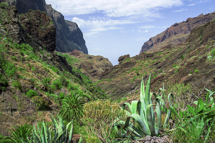Agave In The Teno Massif Photograph