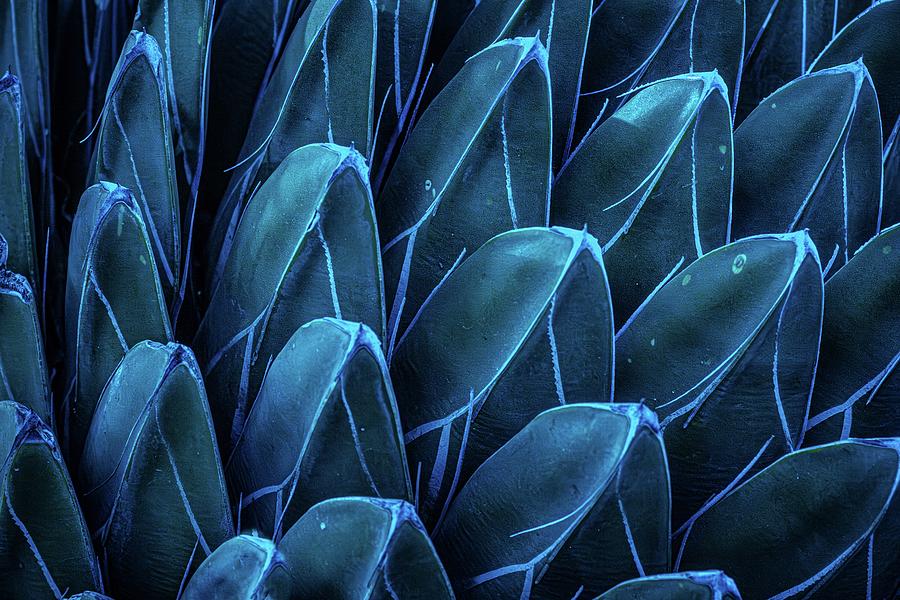 Black And White Photograph - Agave in Turquoise by Linda Unger