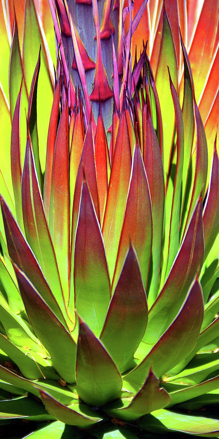 Abstract Photograph - Agave Leaves Abstract by Douglas Taylor