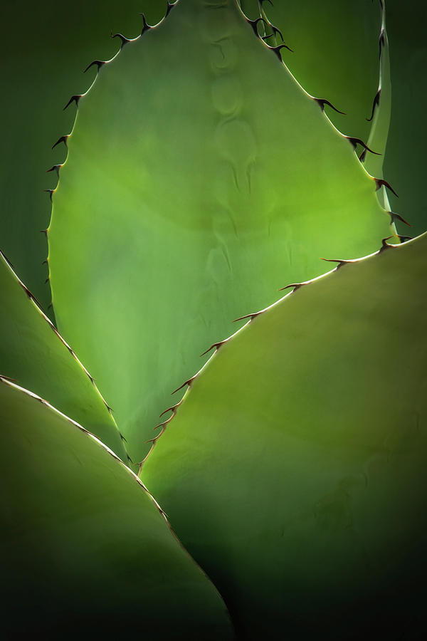 Agave Leaves Photograph by Carolyn Derstine