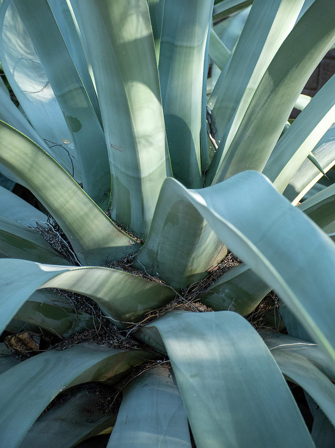 Agave Leaves Photograph by Laurel Powell