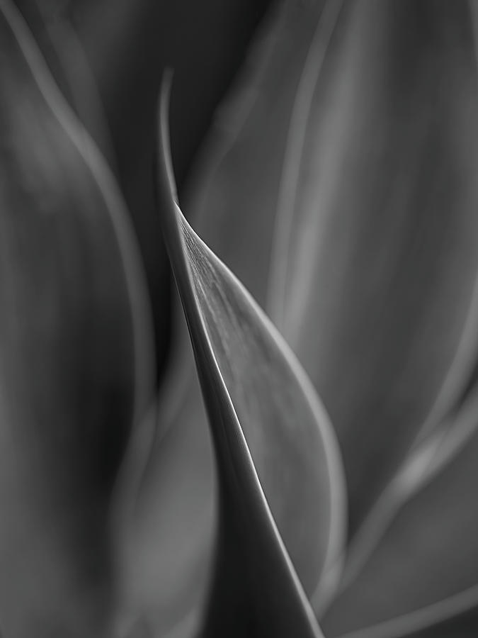Agave Lines - Black and White Photograph by Teresa Wilson